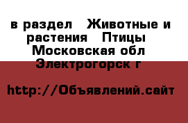  в раздел : Животные и растения » Птицы . Московская обл.,Электрогорск г.